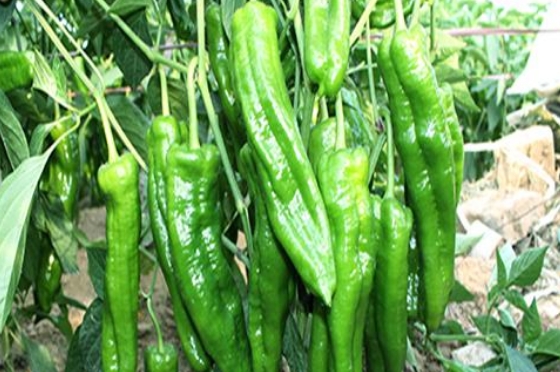 好消息：十畝地的豫藝順美早椒賣了15萬！