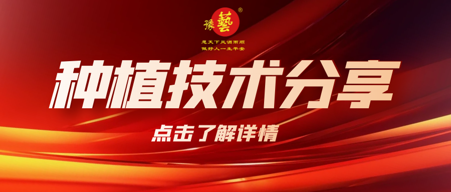 要想種出精品率高的胡蘿卜，這7點(diǎn)要注意！