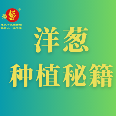 洋蔥種植秘籍：掌握這八點(diǎn)，種出優(yōu)質(zhì)洋蔥！