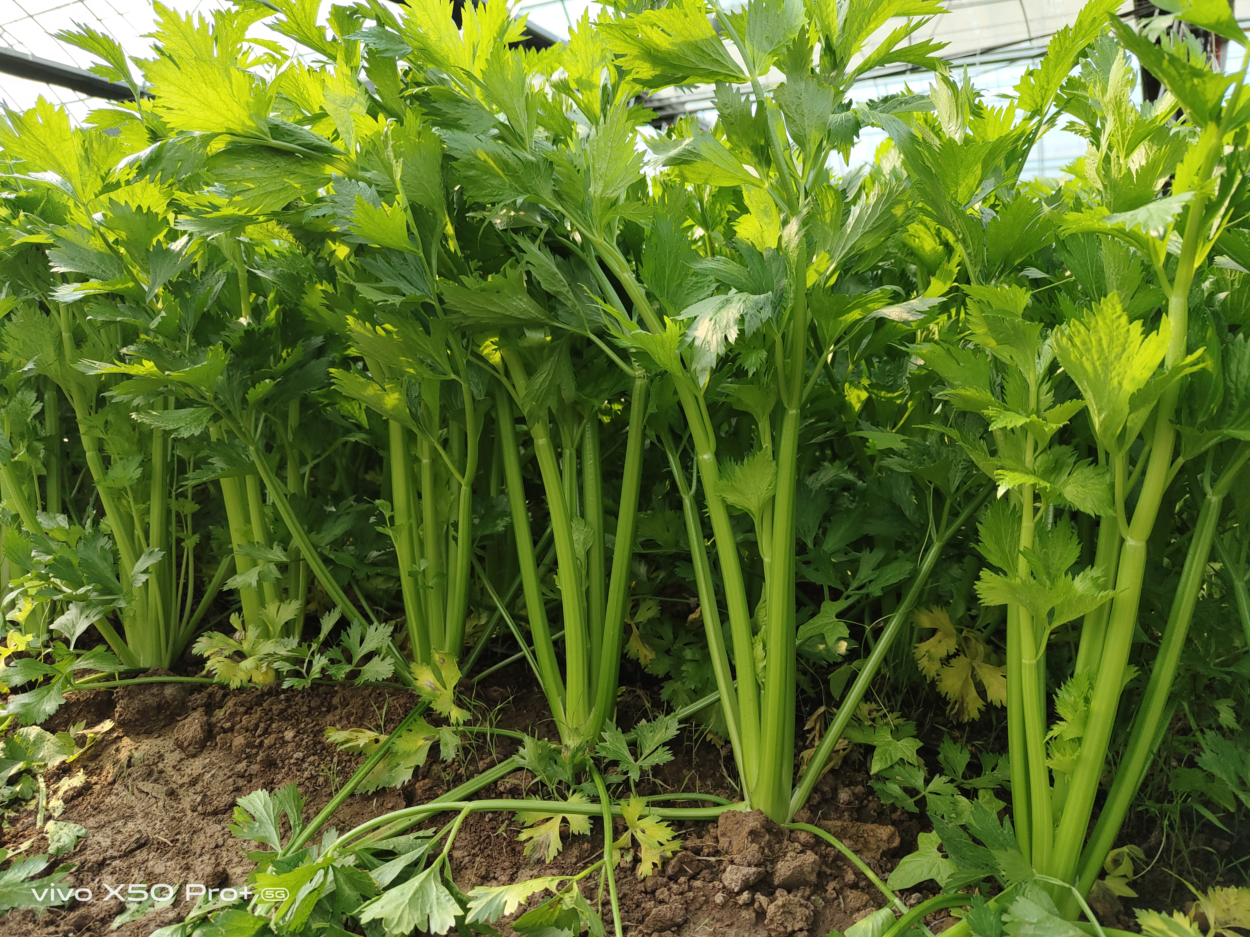 馬家溝芹菜，給菜農(nóng)朋友、農(nóng)業(yè)園區(qū)的發(fā)展啟示