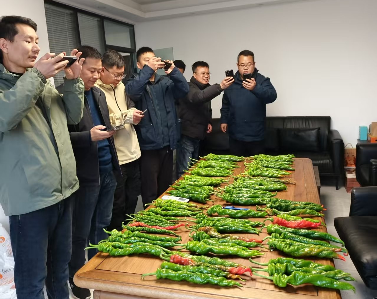 跨越3600公里的育種調(diào)研——豫藝公司深耕南北，只為椒農(nóng)選好種